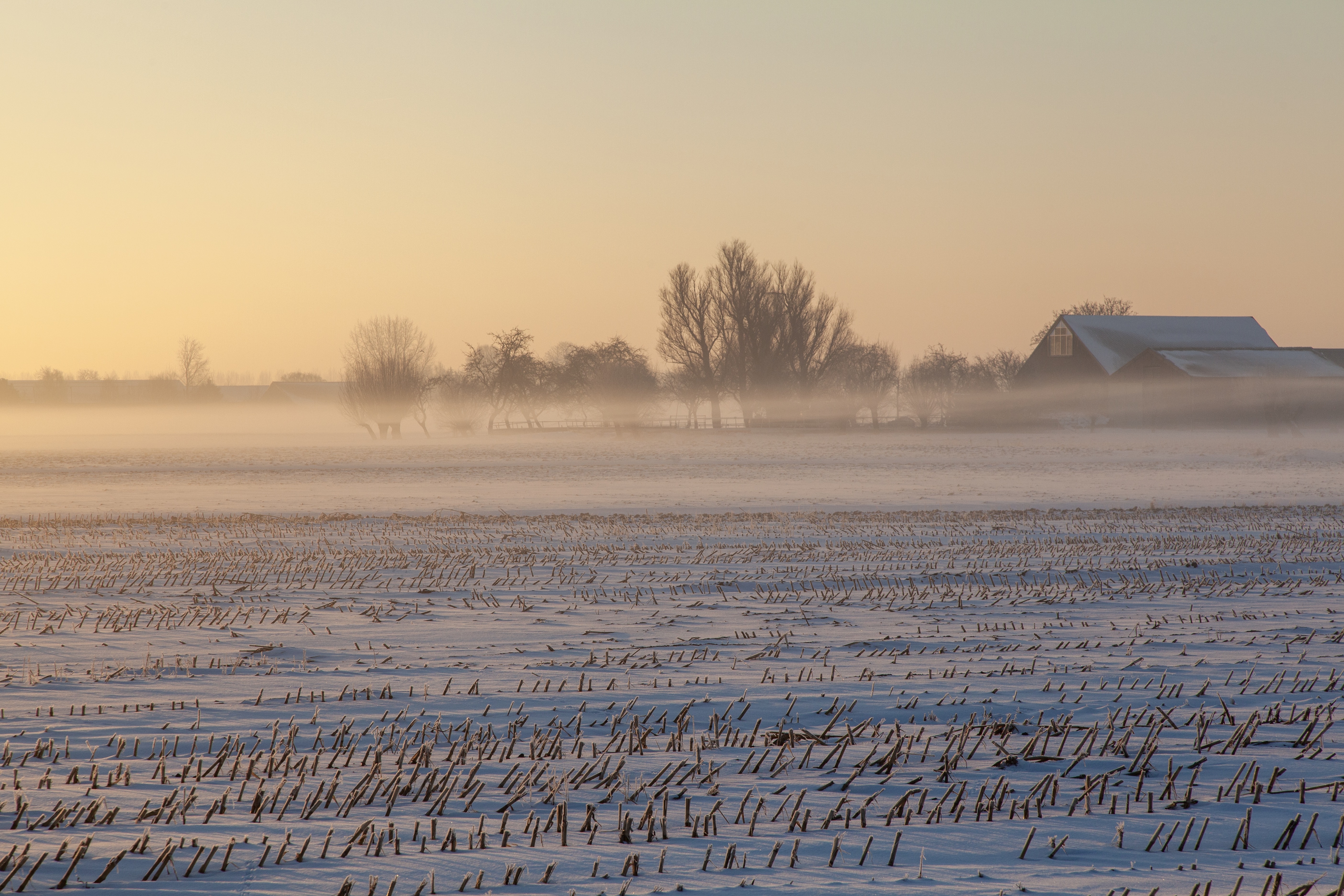 Snowy Field